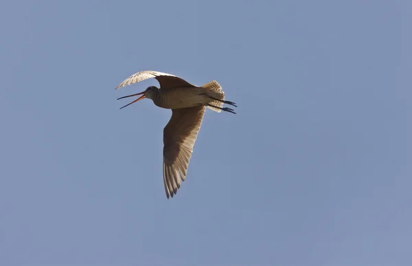 Godwit in flight — Stock Photo, Image