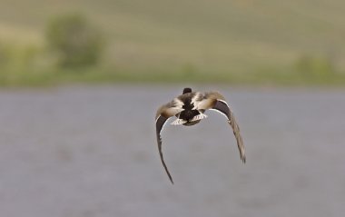 Mavi kanatlı deniz mavisi ördekler