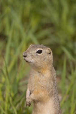 Richardson ground squirrel clipart