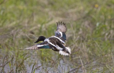 Northern Shoveler clipart