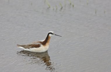 phalarope kuş