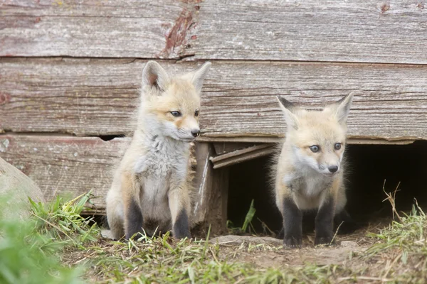 Trousses Fox — Photo