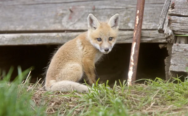 Fox Kits — Stock Photo, Image