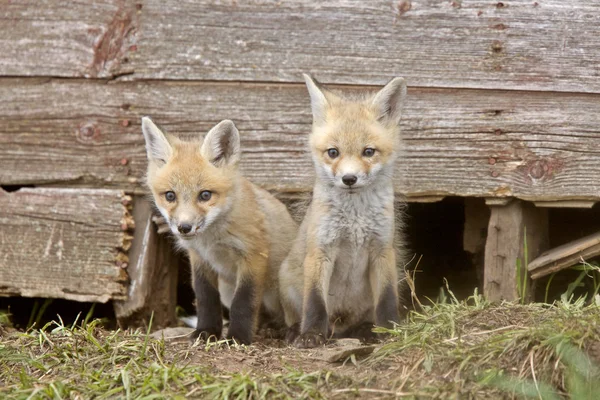 Kits de raposa — Fotografia de Stock
