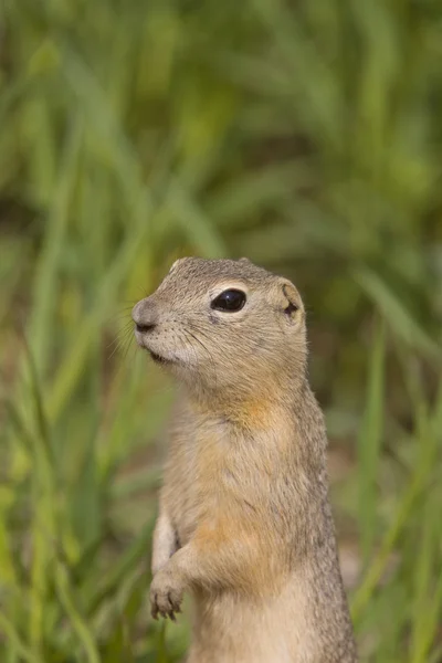 리처드슨의 지상 다람쥐 — 스톡 사진