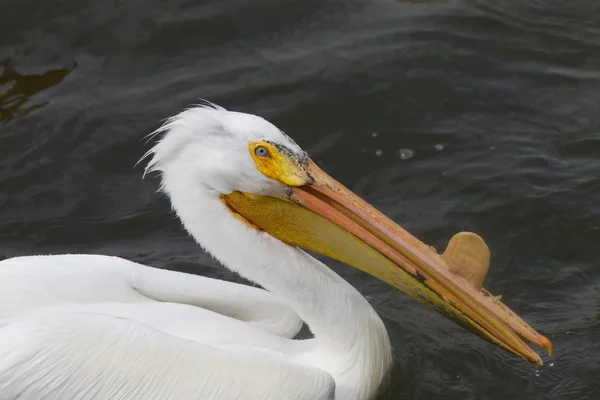 Американський Білий Пеликан — стокове фото