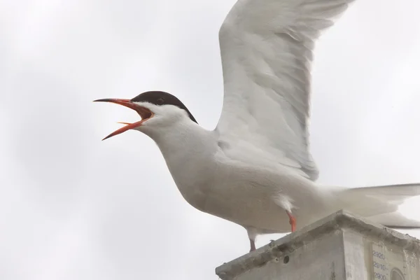 stock image Common Tern