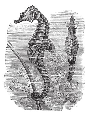 Hippocampus (Syngnathus hippocampus) or short-snouted seahorse, clipart