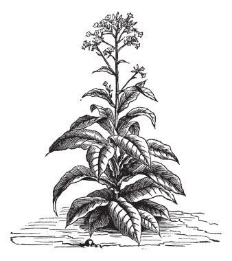 Tobacco (Nicotiana tabacum), vintage engraving. clipart