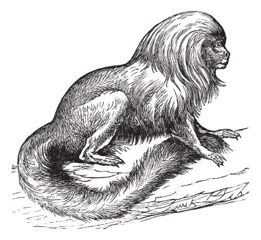 Tamarin marikiva (Midas rosalia), vintage engraving. clipart