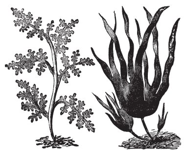 Pepper dulse, red algae or Laurencia pinnatifida (left). Oarweed clipart