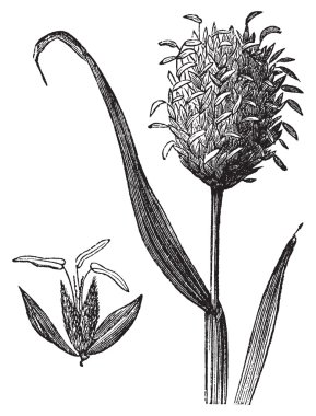 Kanarya otu veya phalaris canariensis antika gravür.