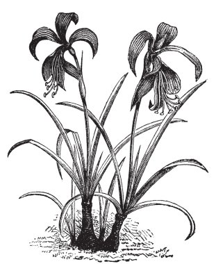 Amaryllis, belladonna lily or naked lady flower vintage engravin clipart