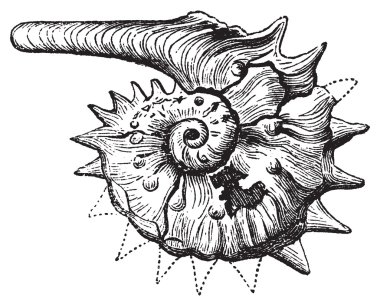 Ammonit fosil antika gravür.