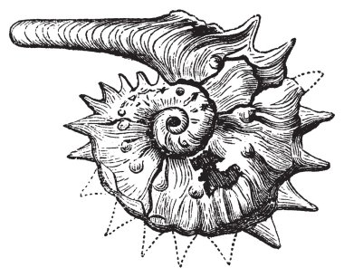 Ammonite fossil vintage engraving. clipart