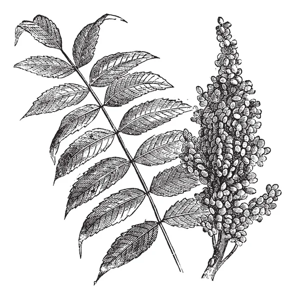 Sucre lisse (Rhus glabra), gravure vintage . — Image vectorielle
