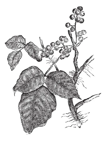 Poison ivy (rhus toxicodendron), vintage gravure. — Stockvector