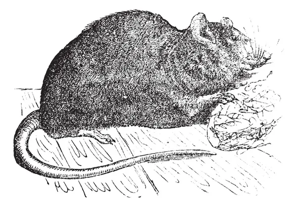 Rato castanho (Mus Decumanus) ou rato comum, gravura vintage . — Vetor de Stock