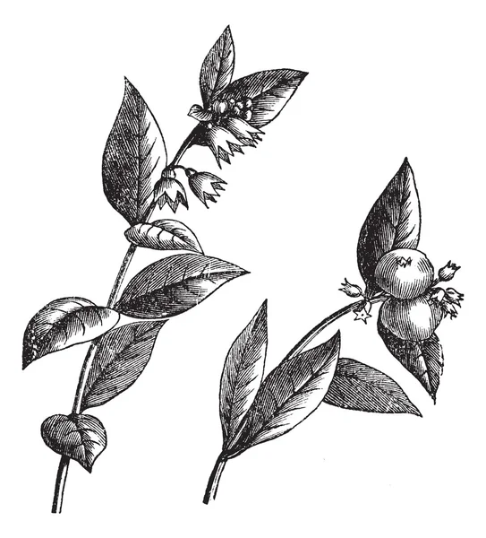 Symphoricarpos racemosus o Snowberry, grabado vintage . — Archivo Imágenes Vectoriales