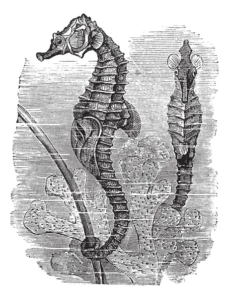 Hippocampus (syngnathus hippocampus) vagy Rövidorrú csikóhal, — Stock Vector