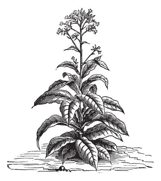 Tabaco (Nicotiana tabacum), gravura vintage . — Vetor de Stock