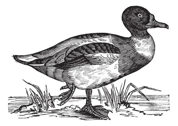 Pato cáscara común (Tadorna vulpanser), grabado vintage . — Archivo Imágenes Vectoriales