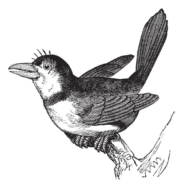 Puffbird (Bucco macrorhynchus), vintage engraving. — Stock Vector