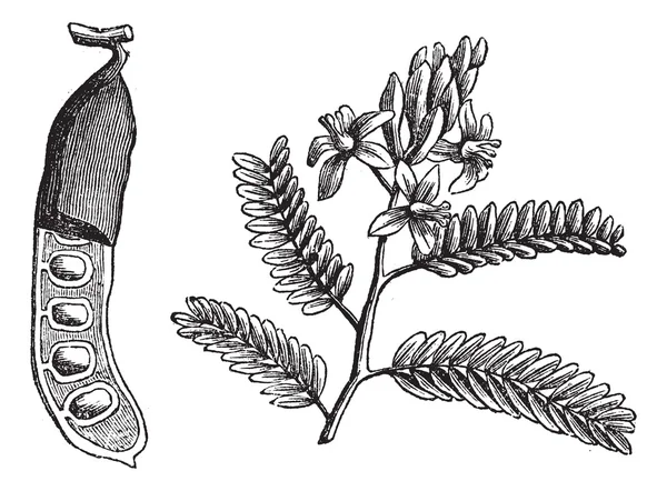 Tamarinde (Tamarindus indica), Vintage-Gravur. — Stockvektor
