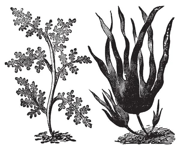Bors dulse, Vörösmoszatok vagy laurencia pinnatifida (balra). oarweed — Stock Vector