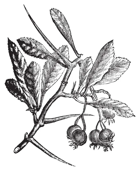 American Hawthorn or Crataegus crus-galli vintage engraving. — Stock Vector