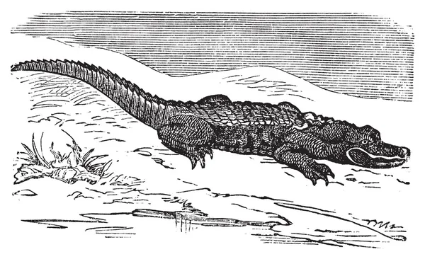 Americký aligátor gravírování nebo alligator mississippiensis. — Stockový vektor