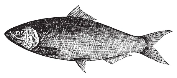 미국 청 어, 대서양 청 어, Alosa praestabilis 또는 alosa sapidi — 스톡 벡터