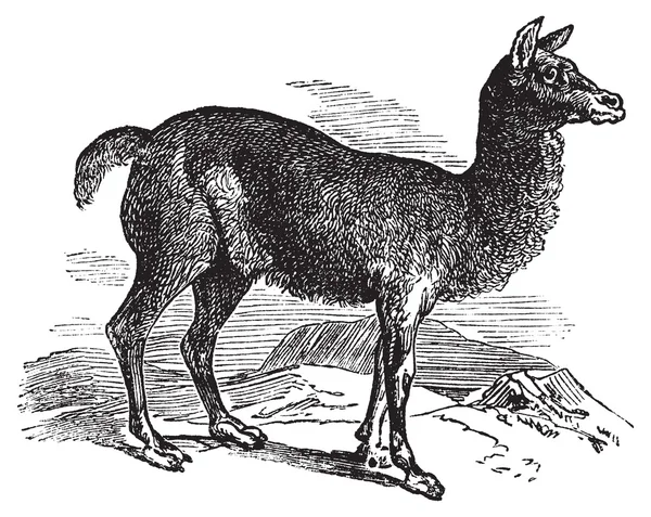 Alpaka nebo vicugna pacos vinobraní gravírování. — Stockový vektor