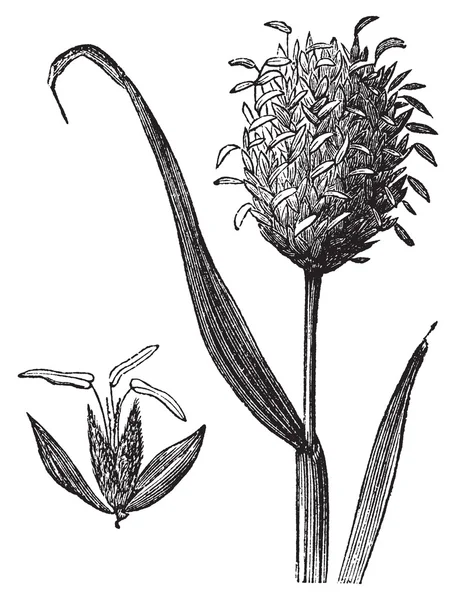 Gravure vintage Canary grass ou Phalaris canariensis . — Image vectorielle