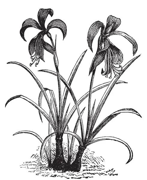 Nergis zambağı, belladonna lily veya çıplak kadın çiçek vintage engravin — Stok Vektör