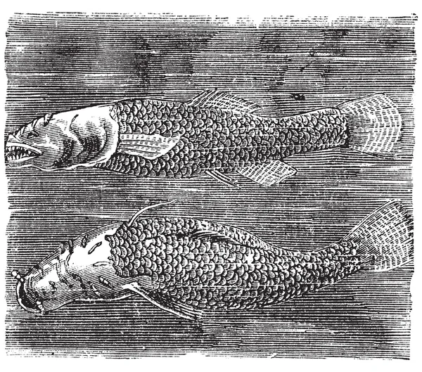 Cavefish settentrionale o Amblyopsis spelaea incisione vintage . — Vettoriale Stock