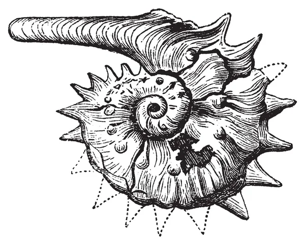 Ammonit fossila vintage gravyr. — Stock vektor