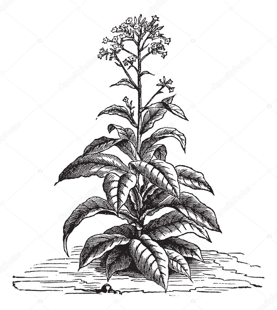Tobacco (Nicotiana tabacum), vintage engraving.