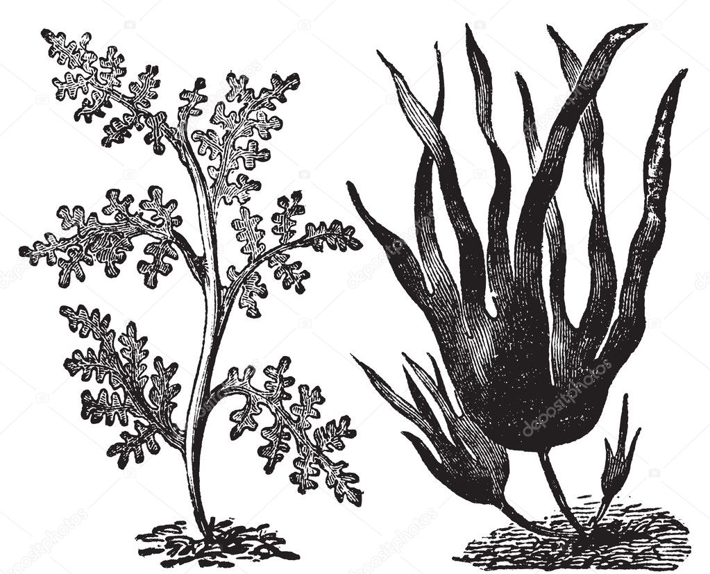 Pepper dulse, red algae or Laurencia pinnatifida (left). Oarweed