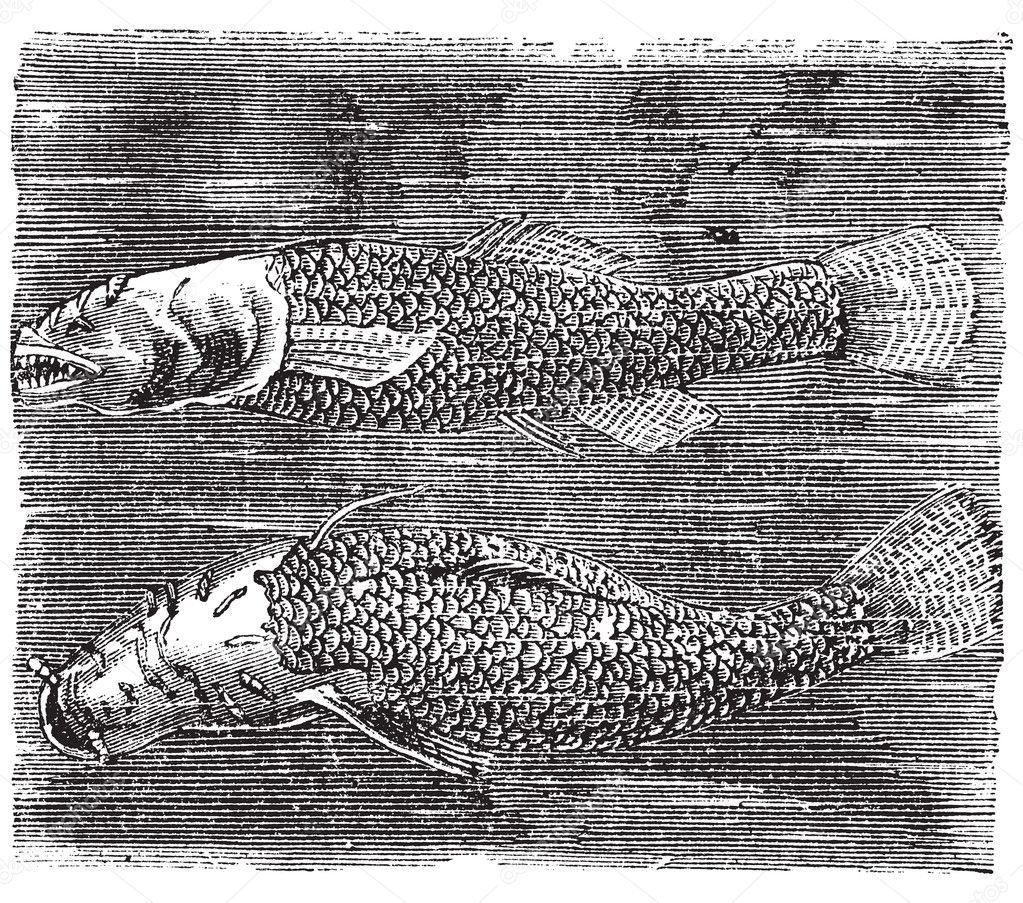 Northern cavefish or Amblyopsis spelaea vintage engraving.