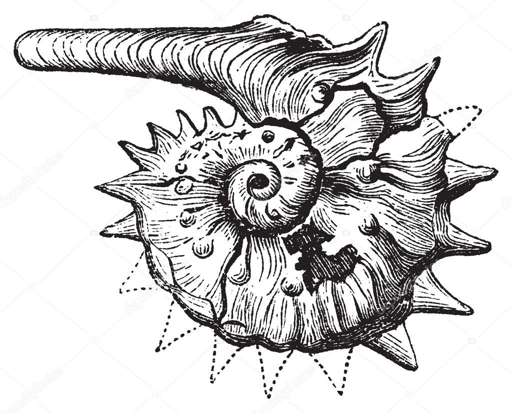 Ammonite fossil vintage engraving.