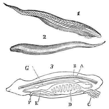 Lancelet ( amphioxus lanceolatus ) top, bottom and inside view v clipart