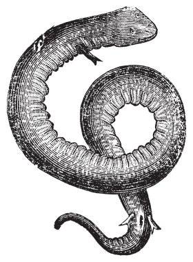 amphiuma, conger yılan ya da Kongo yılan antika gravür.