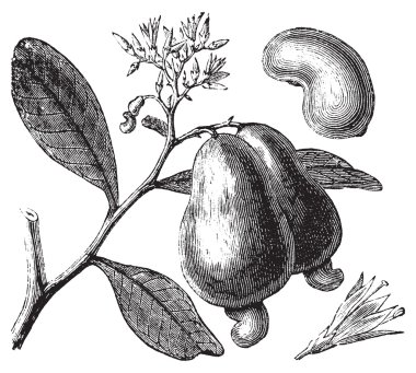 Occidental cashew or Anacardium occidentale tree, apple and nuts clipart