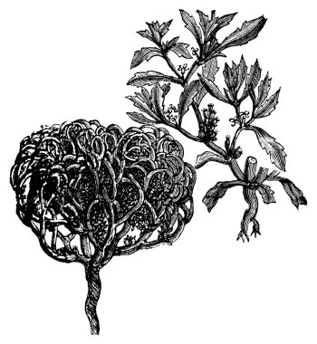 Anastatica hierochuntica, tumbleweed or resurrection plant old v clipart
