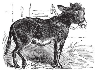 Domesticated donkey, ass, asinus vulgaris or Equus africanus asi clipart