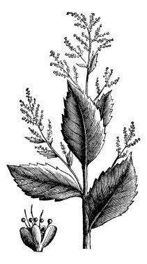 Chenopodium anthelminticum or Wormseed Goosefoot vermifuge plant clipart