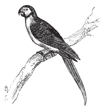 The Blue-and-Yellow Macaw or Ara ararauna vintage engraving. clipart