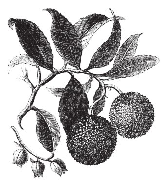 Strawberry Tree or Madrono vintage engraving clipart