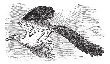 Archaeopteryx, özgün kuş veya ilk kuş antika gravür.